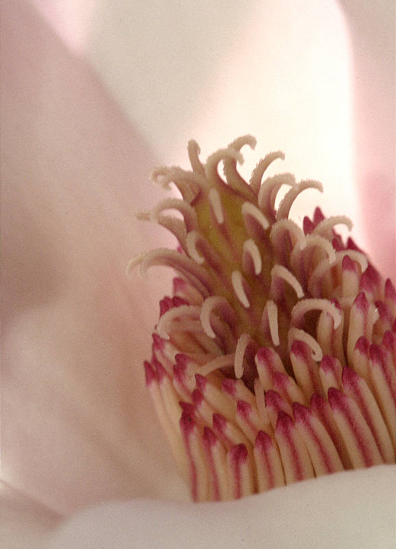 Extreme close-up of magnolia blossom