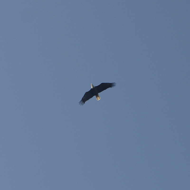 Way up there; bad pic. But a bald eagle. Cool.