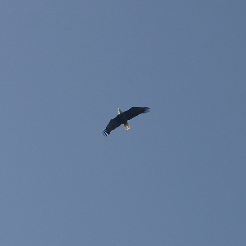 Way up there; bad pic. But a bald eagle. Cool.