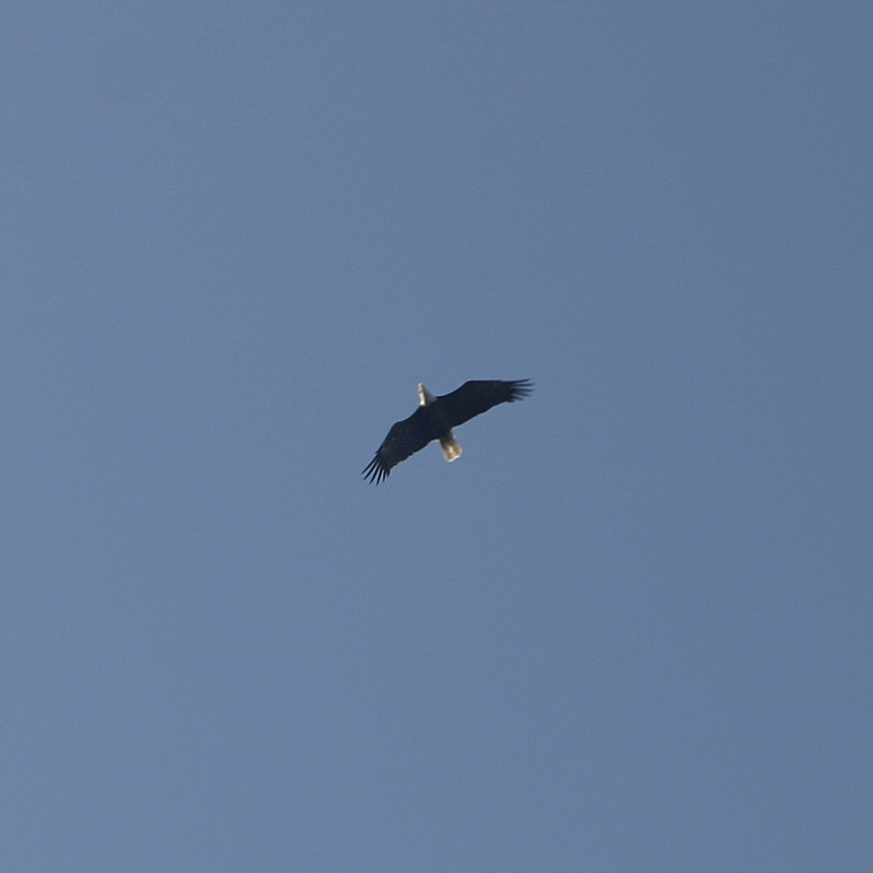 Bald Eagle, ME