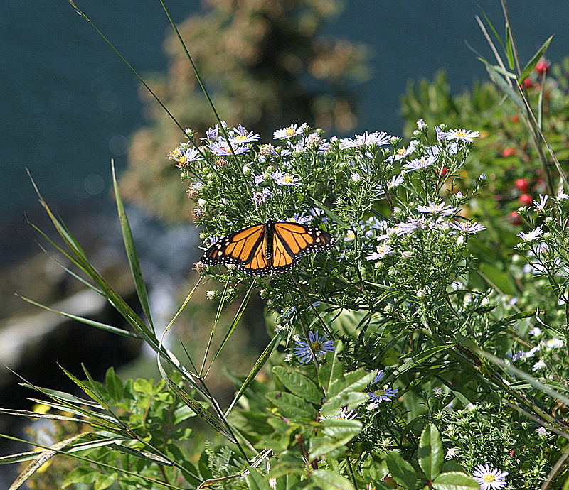 Monarch Butterfly