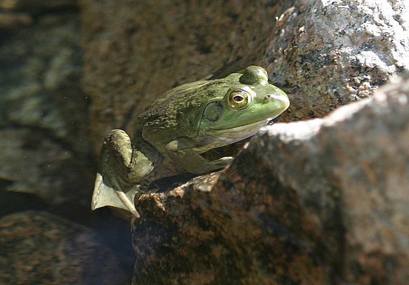 Frog in Jordan Pond creek