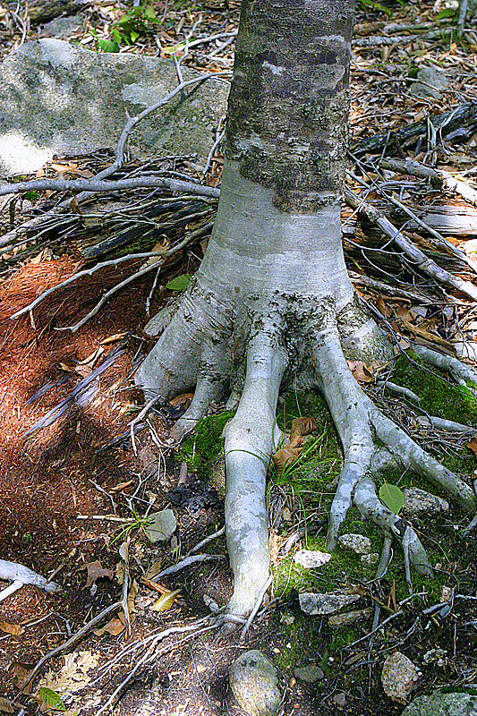 Birch roots; path back from Jordan Pond