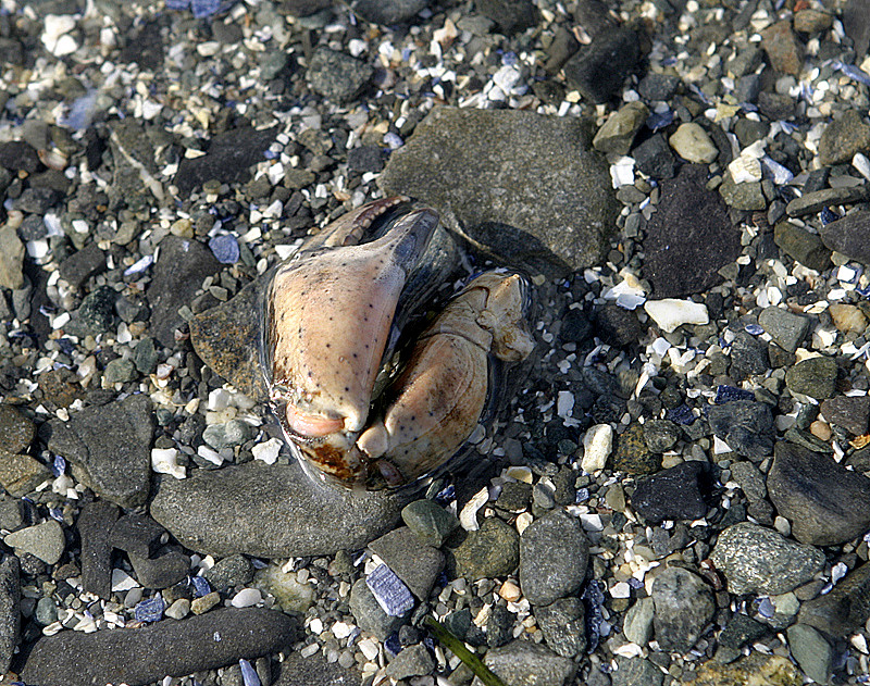 Crab Claw - Leftover from a seagull lunch