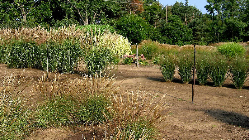 Amber Waves nusery, Michigan