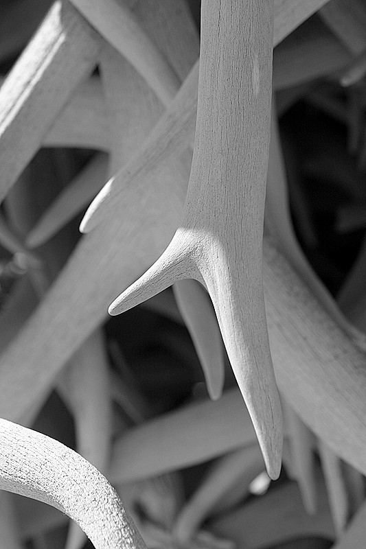 Antler pile; closer...