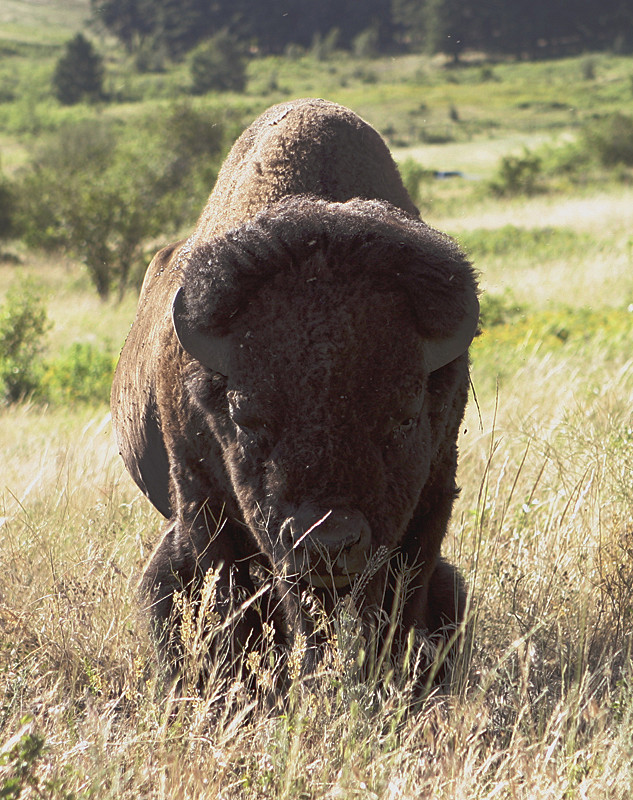 National Bison Range, MT