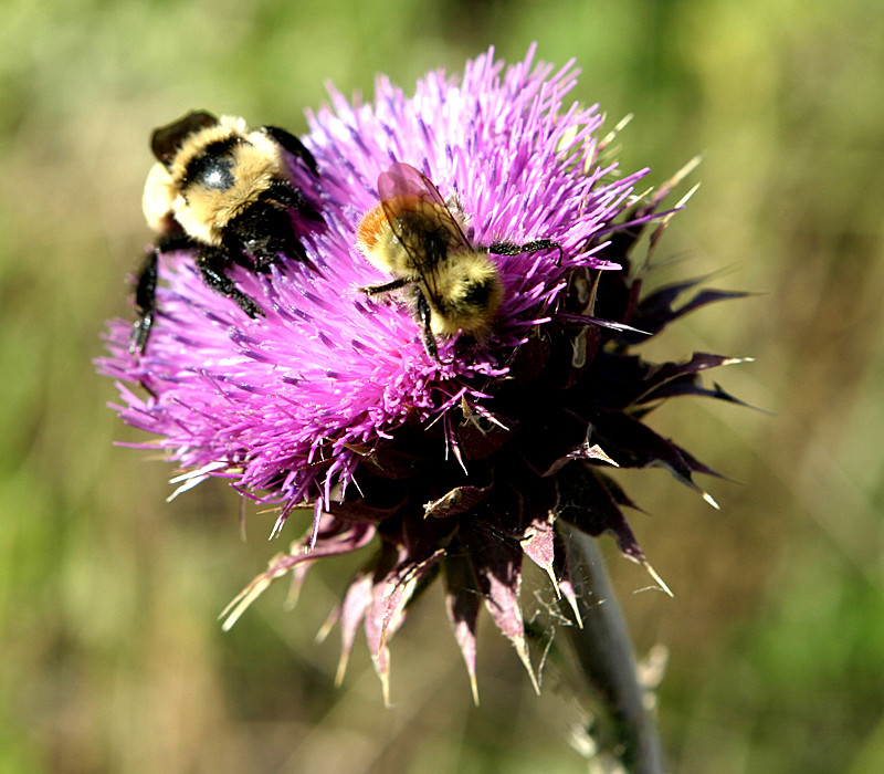 Bees on Thistle