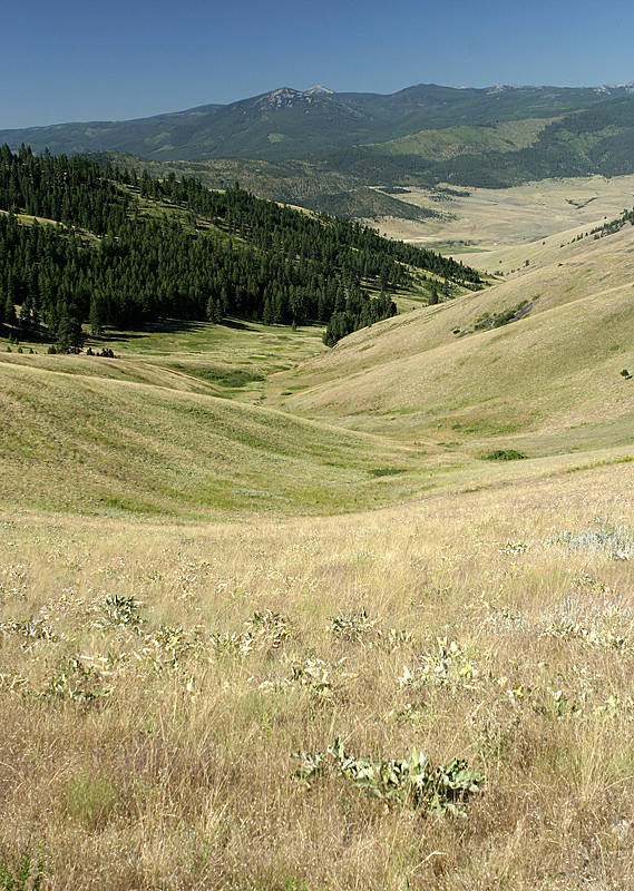 Prairie, trees, mountains, snow....wow...