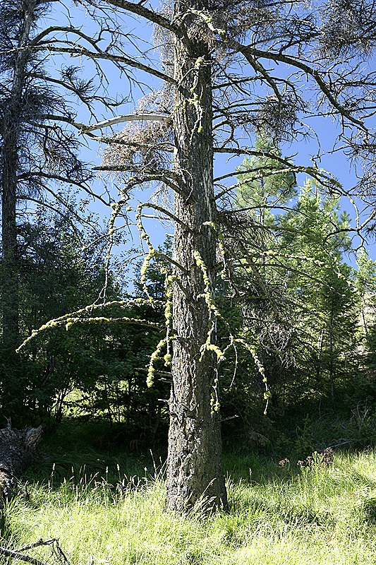 Mossy Tree