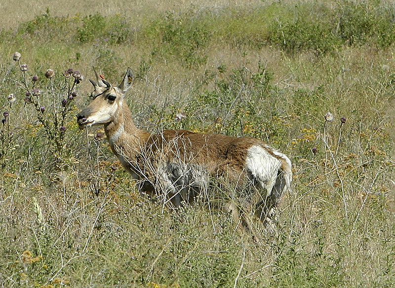 Pronghorn Antelope, National Bison Range, MT