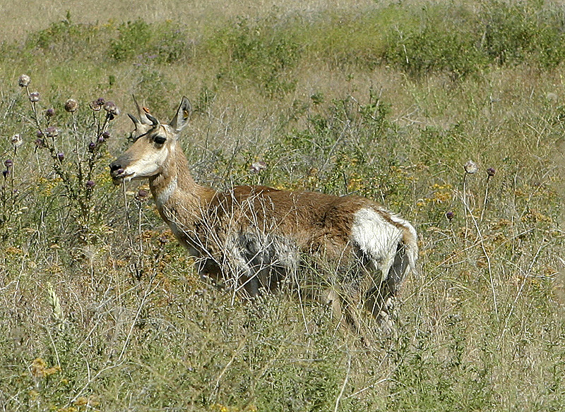 You can see the horns now, and the tag on its ear