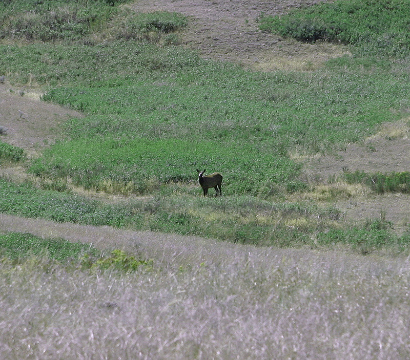 Young Elk - National Bison Range, MT