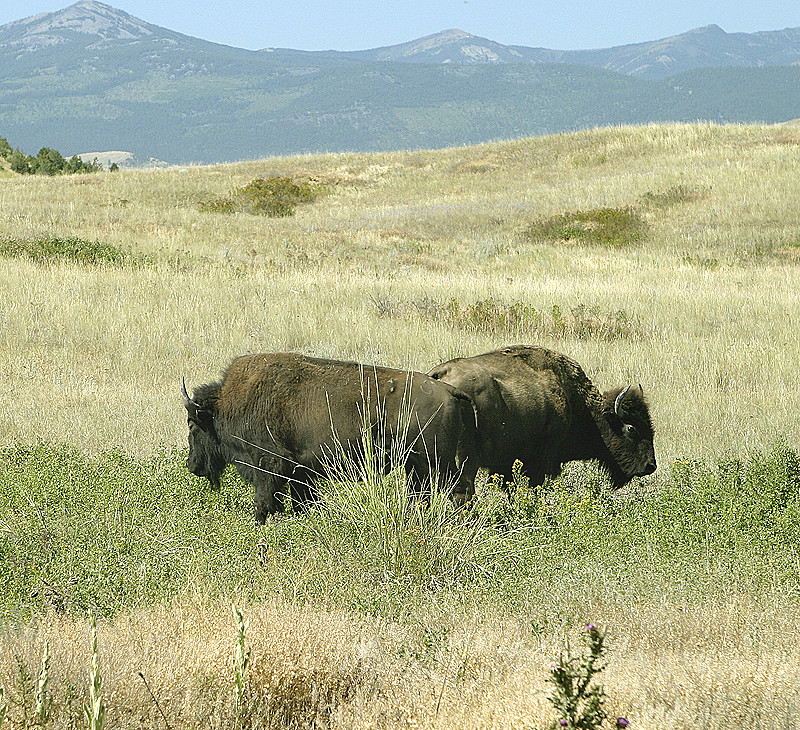 Bison