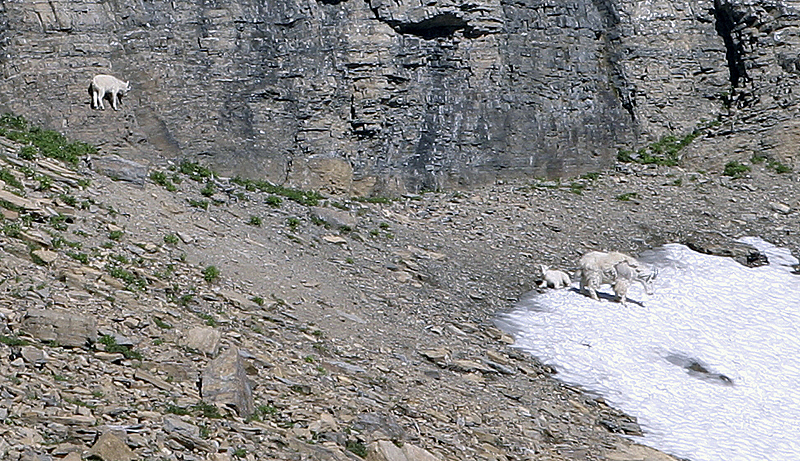 Mountain Goats - Mom and two kids