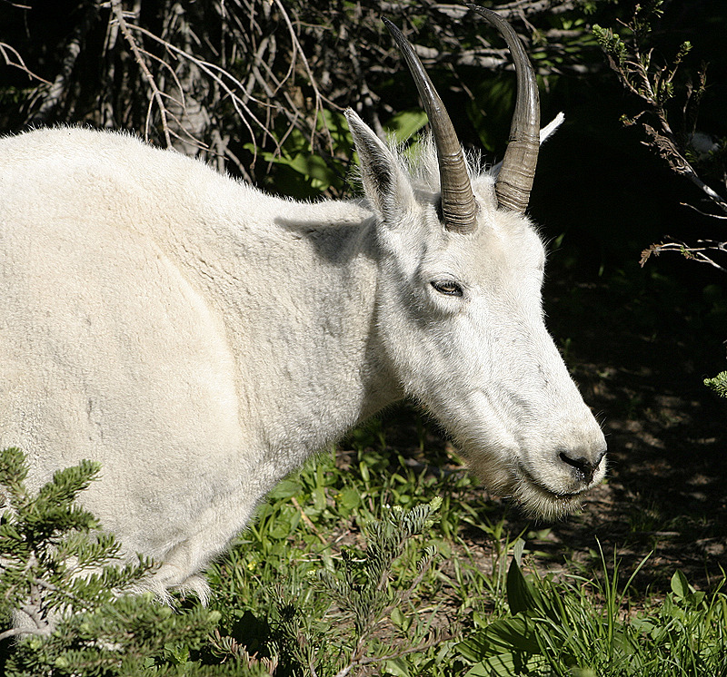 Mountain Goat - About Six Feet Away