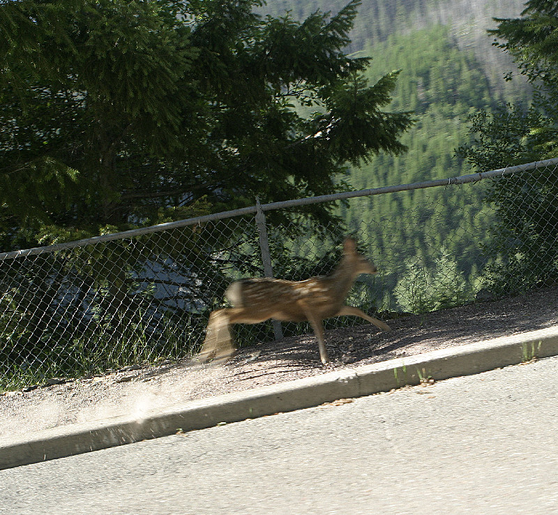 Hungry Horse Dam, MT