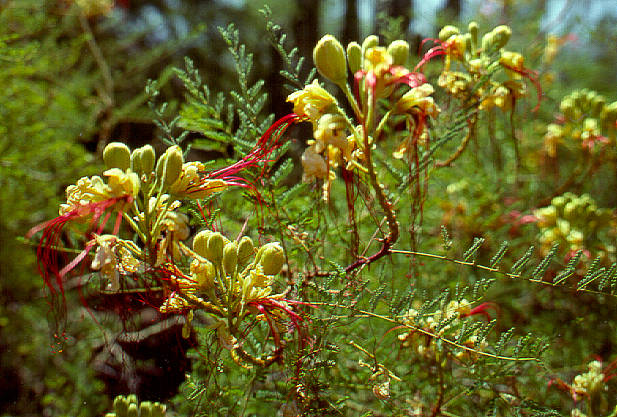 Mountain Columbine, Italy