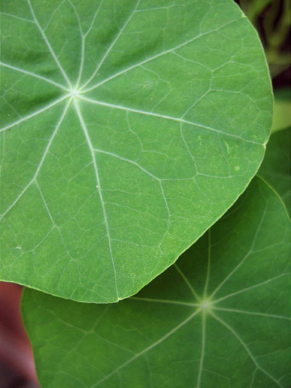 Leaves, pre-blossoming in this wet ('05) summer. Quarter- to half-dollar sized leaves