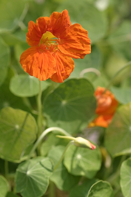 Nasturtium Blossoms