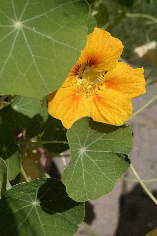 Nasturtium