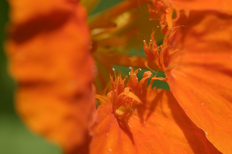 Pollen on the stamens; extreme close-up