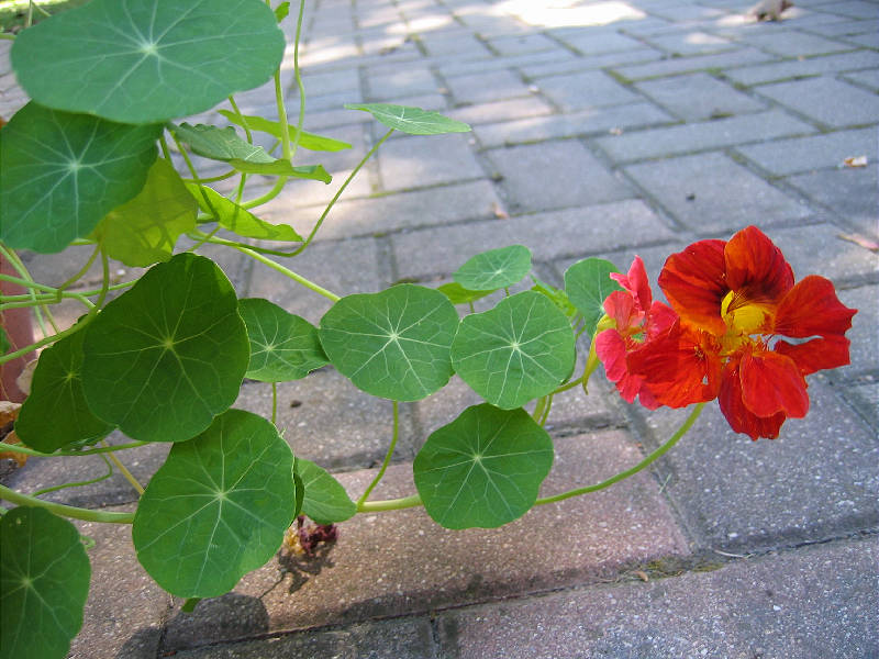 Potted plant on the patio