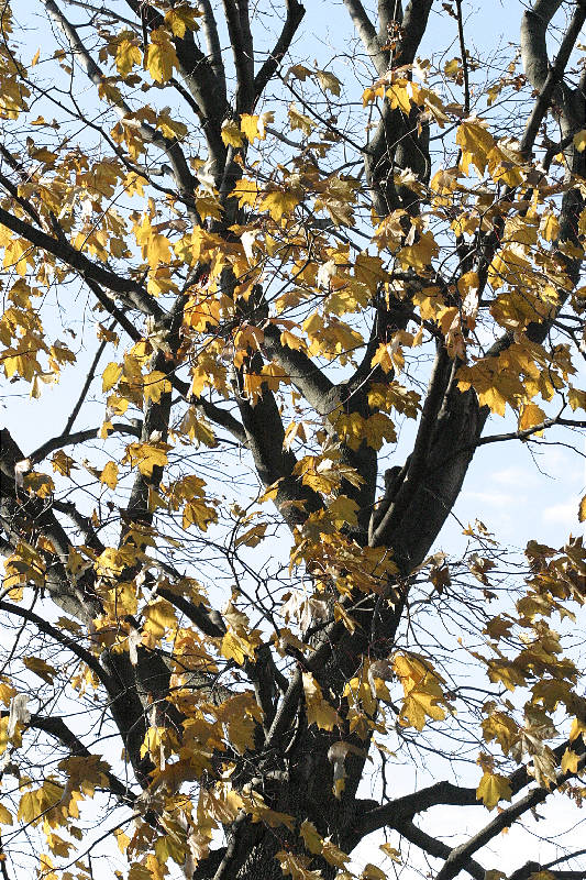 Fall color on Norway maple in the backyard, 2004