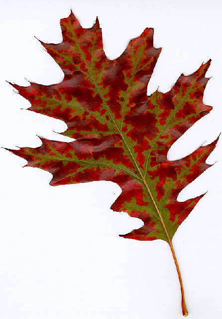 Oak Leaf