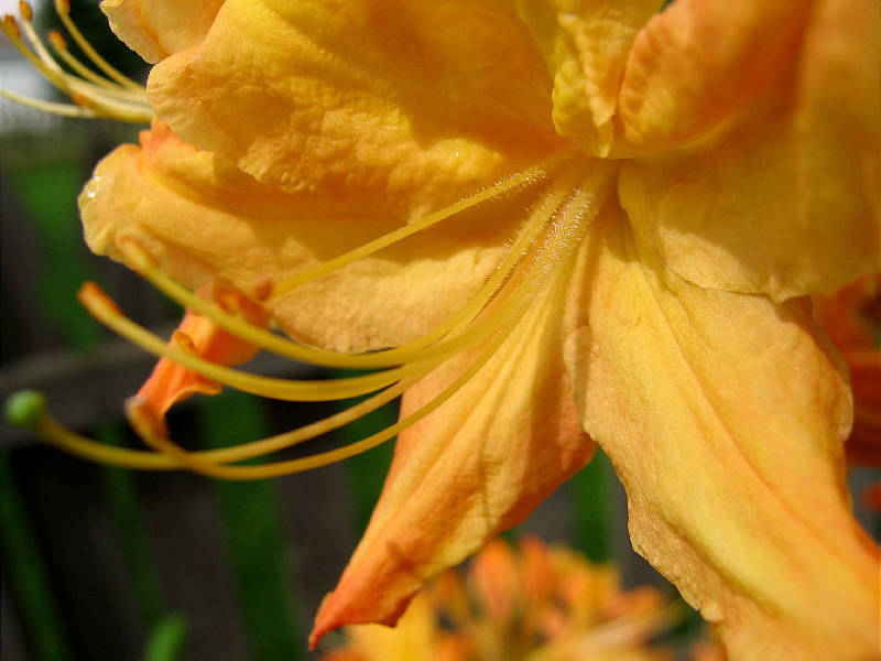 Orange blossom on rhododendron