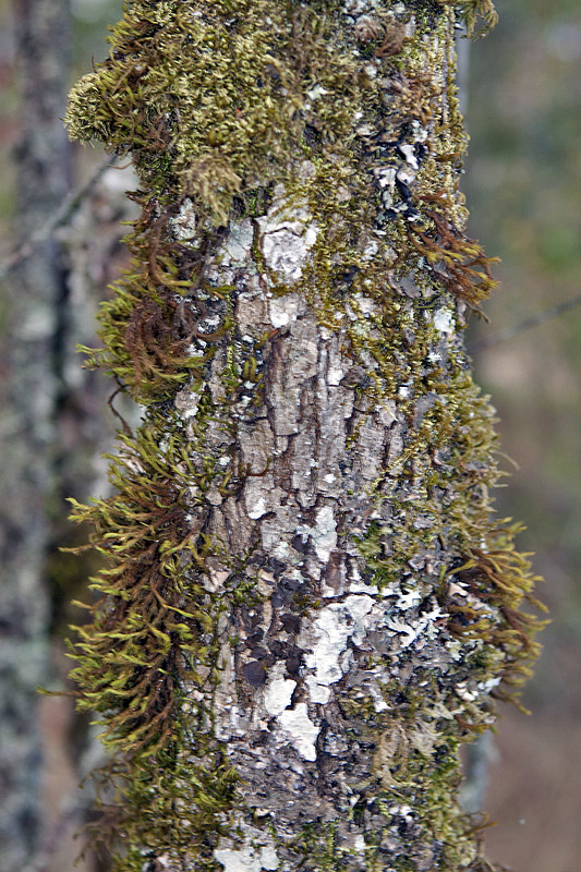 On trail near Bridal Fall, on Columbia River