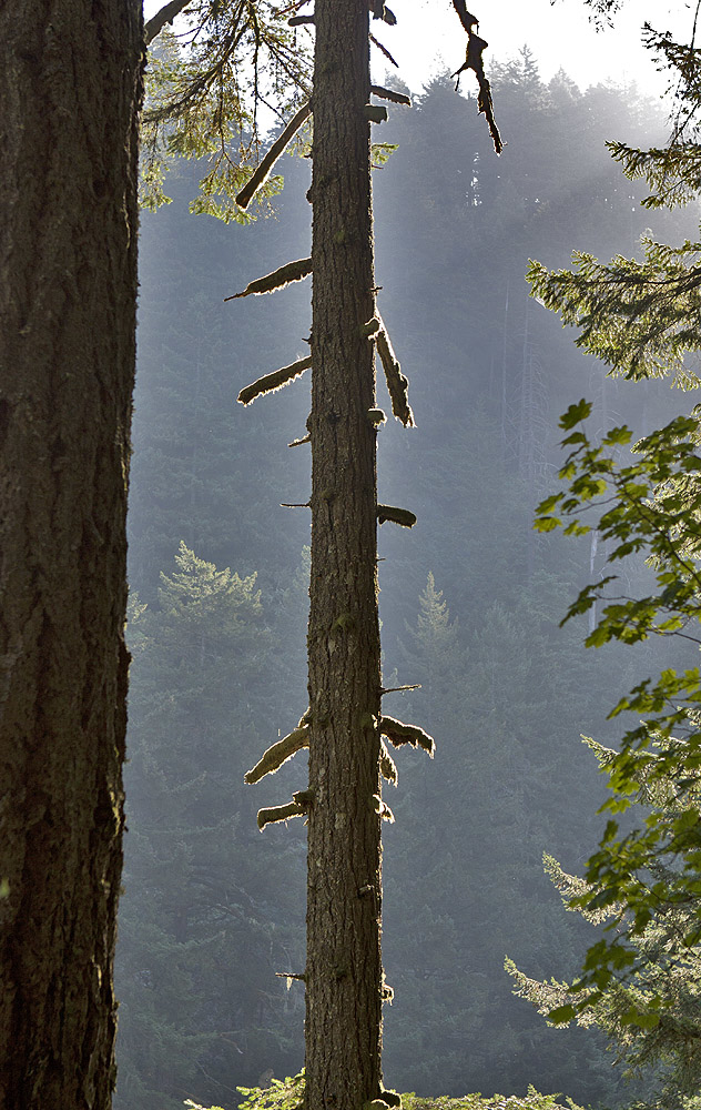 On path up to Triple Falls, Columbia Gorge, OR