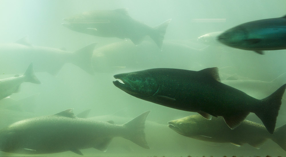 Inside the visitor center, watching fish moving upstream