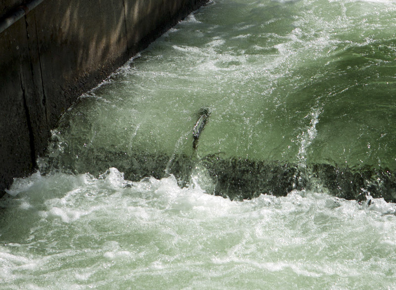 Salmon making the leap up (center)