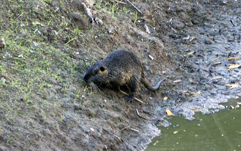 Tualatin River National Wildlife Refuge, OR