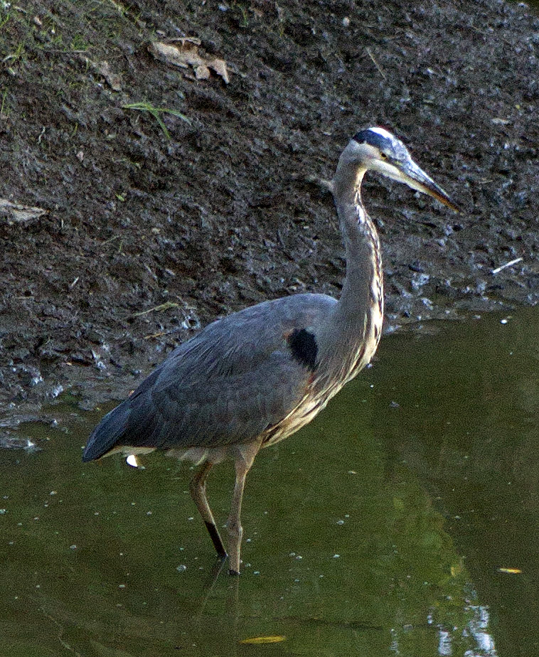 Tualatin River National Wildlife Refuge, OR