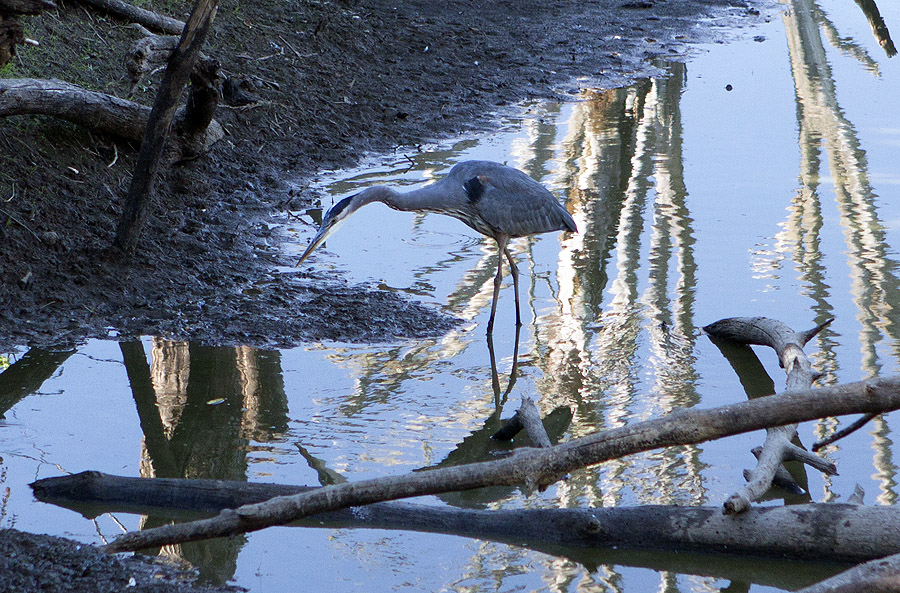 Tualatin River National Wildlife Refuge, OR