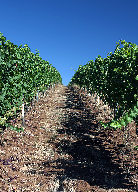Miles of vines whose grapes turn into wine