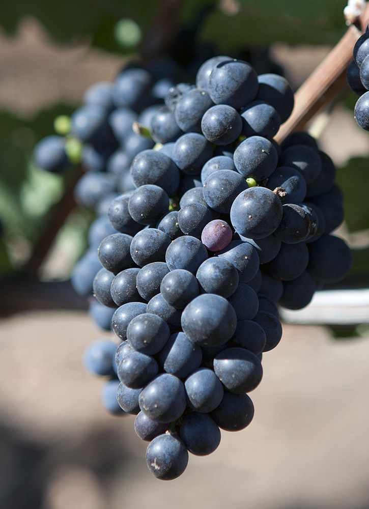 Red grapes