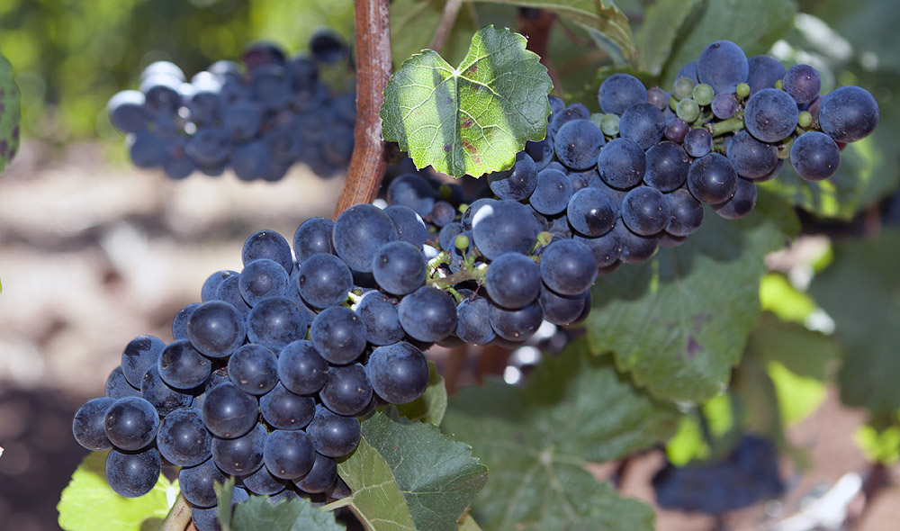 Red grapes