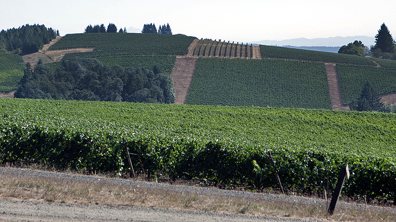 Vines waiting to become wine...