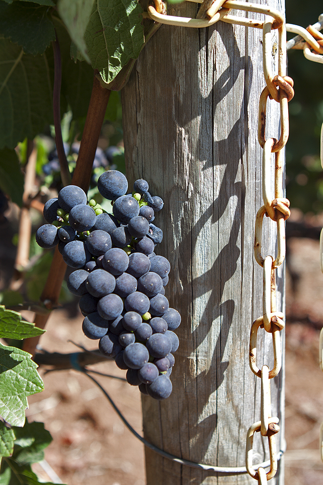 Outside Erath Winery, Willamette Valley, OR