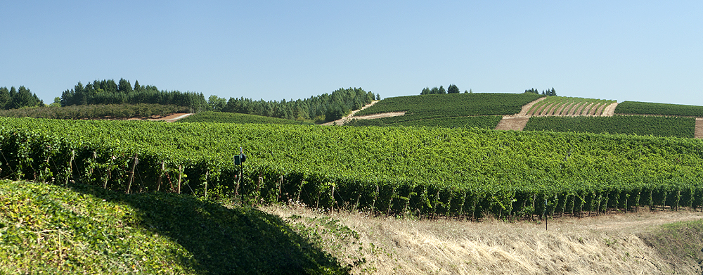 Vines, northwest hills of the valley