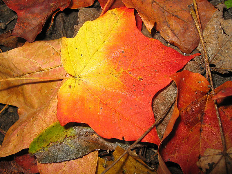 Fall leaf