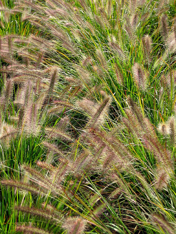 Mass of unknown <i>Pennisetum</i> showing their seed heads