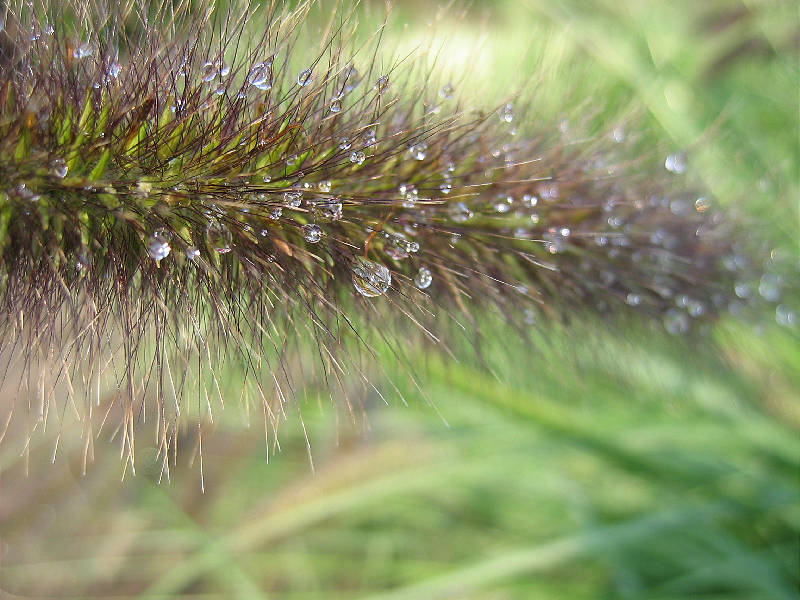 <i>Pennisetum</i> seed head, late morning dew