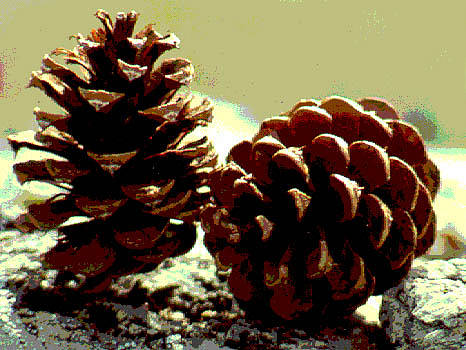 Pine cones, posterized color image