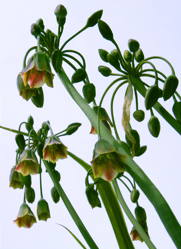 Pod flowers