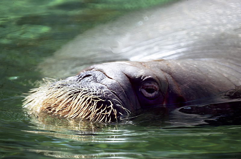 Walrus, Brookfied Zoo, Chicago, IL
