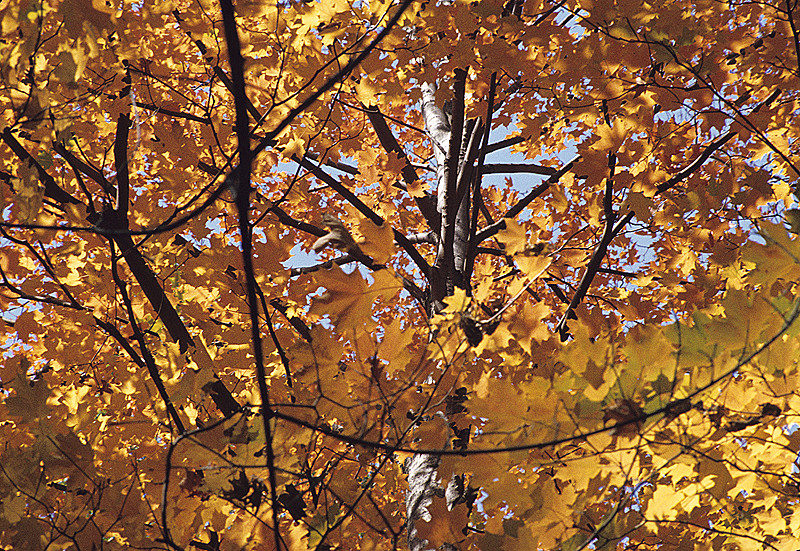 Autumn Foliage, Maple Tree